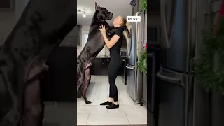 Great Dane Is Taller Than Human    ViralHog #relax #rek #art #love #fashion #youtubeshorts #mindset