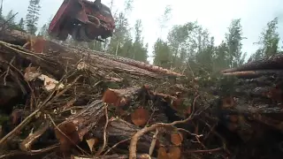 Заготовка леса в Сибири