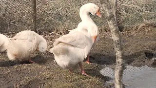 Милота Гуси, Утки, Geese, Ducks 4к