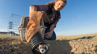 Fighting Extinction – The Black-footed Ferret Success Story