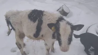 Бычек не растёт. Что делать? Давайте поможем советом