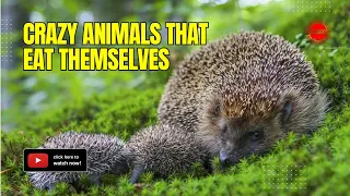 Crazy Animals That Eat Themselves: Bizarre Behavior in the Animal Kingdom