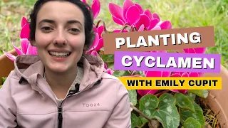 What To Know When Planting Cyclamen With Emily Cupit