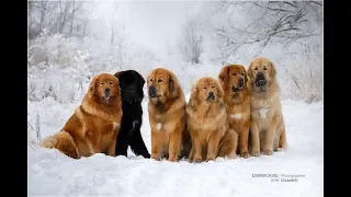 Tibetan mastiff. Тибетские мастифы