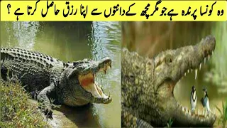 Which Bird Gets Its Food From Crocodile Teeth ||Versatiledani.