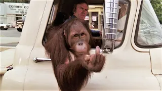 Clyde the Orangutan Gets Rowdy