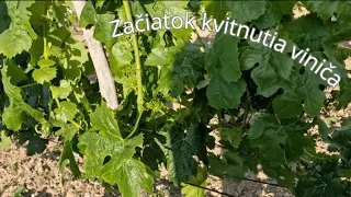 Začiatok kvitnutia viniča