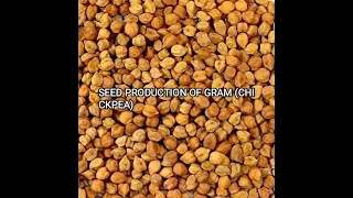 SEED PRODUCTION OF CHECKPEA