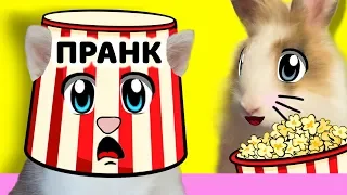 CINEMA for RABBIT, BUFFY! NEW PRANK! PLAYED CAT MURKA! NEW JOKES and REACTION CATS