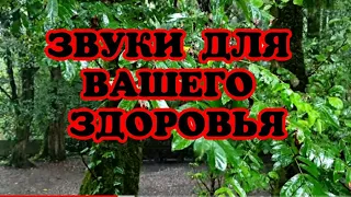 Матрица Гаряева для Сна Шум дождя  грома МУЗЫКА ЗВУКИ ПРИРОДЫ И ВОДЫ пение птиц ДЛЯ СНА И РЕЛАКСАЦИИ