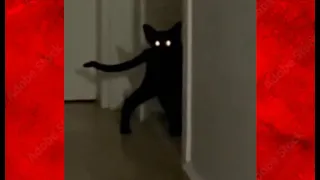 Demon Cat