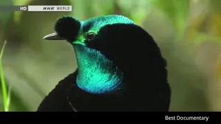 Amazing Birds Of Paradise   Best Documentary Of All Time HD