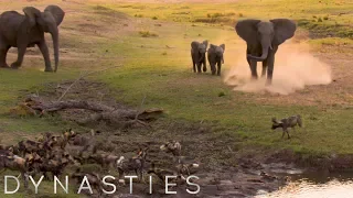 Elephants Charging At Painted Wolves | Dynasties: On Location | BBC Earth
