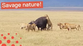 Lion Pride Eat Buffalo Alive