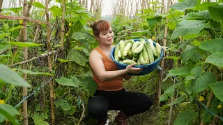 Heart-Stopping Moment: Rescue Child from Giant PYTHON - Harvest Cucumbers for Market | Free New Life