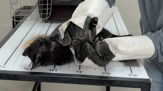 Ninja angora black cat fighting the vet ☠️ 😱