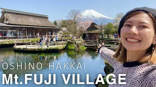 YAMANASHI🇯🇵 Oshino Hakkai & Fujiyoshida🗻 Mt.Fuji with Sakura (cherry blossoms)🌸 Japan vlog