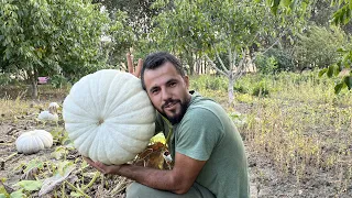 Ata tohum bal kabağı yetiştiriyor siparişlere yetişemiyor. En iyi ata tohumlar nasıl seçildi ?