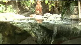 Aligatores - Loro Parque