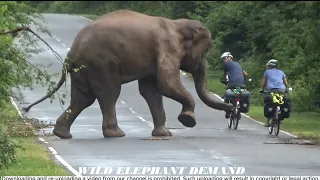 The wild elephant that chased and attacked two foreign cyclists.