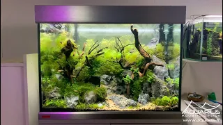 Aquascaping demonstration live - The workshops of the loop - Laurent Garcia