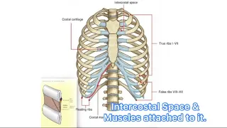 INTERCOSTAL SPACE // MUSCLES OF INTERCOSTAL SPACE //NEUROVASCULAR BUNDLE.. By Anatomy Struggler..