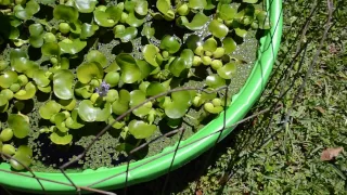 DIY Water Garden with water Hyacinth and Fairy Moss