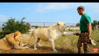 Олег Зубков  и белая львица. Тайган. Крым. Oleg Zubkov and the white lioness.