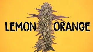 Lemon Orange by Green House Seeds - Seed to Harvest grown with Cronk Nutrients and BESTVA LED