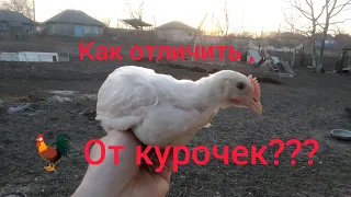 Как отличить курочек от петушков?🐓🐓🐓