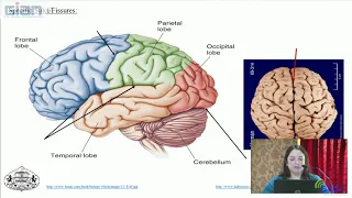 Modern Methods of Brain Exploration:Focus on Functional Magnetic  Resonance Imaging (fMRI) - Part 2