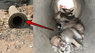 Incredible Mother dog gave birth to a 5 puppies under a Pipe Hole @Dogoftheday