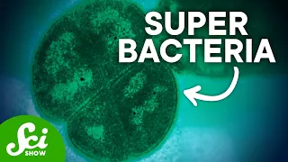 6 Bacteria With Wild Superpowers