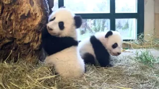 Panda Twins Weighing 4,5 months old