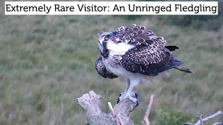 Extremely Rare Visitor: An Unringed Fledgling