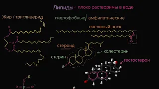 Липиды (видео 7) | Макромолекулы | Биология