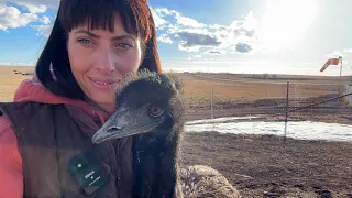 Cow Calving is Fast Approaching and Erin's Favorite Animals!