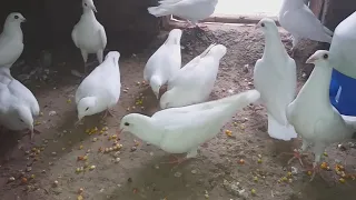 White pigeons