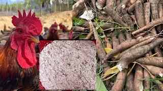 Harvesting cassava - How to ferment cassava for livestock and poultry - chicken farm