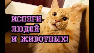 Смешные испуги людей и животных № 11