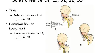 Sacral Plexus