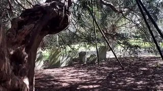 Oldest Yew Tree Essex, Oldest & History it may have witnessed #yewtree #yew