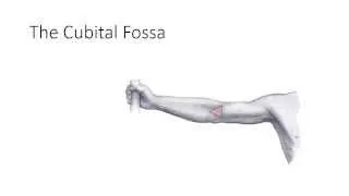 2 Minute Tutorial - Anatomy of the Cubital Fossa