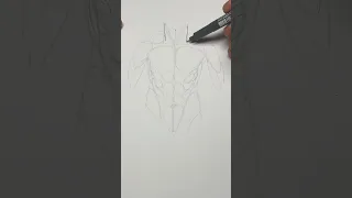 Draw the torso muscles | Anatomy #shorts