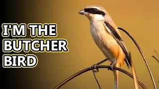 Shrike facts: the butcher bird | Animal Fact Files