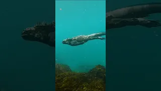 The Marine Iguana Is Like Something Time Forgot