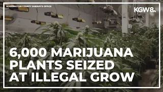 Authorities seize nearly 6,000 marijuana plants at illegal grow operation in Washington County