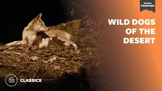 Wild Dogs of the Desert | Mutual of Omaha's Wild Kingdom