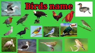 Birds name/ learn birds name english vocabulary/ Crescent english kids tv