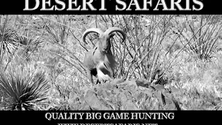 DESERT SAFARIS - Free Range Aoudad, Mule Deer and Exotic Hunts in Texas